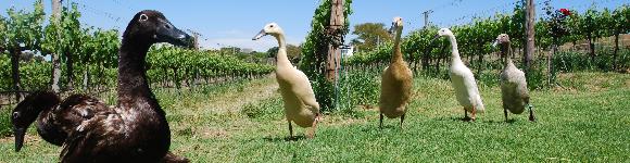 Laufenten auf Bein's Weinfarm in Stellenbosch