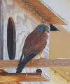 Rock Kestrel breeding at the nist box at Bein Wine Cellar, Stellenbosch