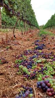 "Green Harvest" 2014 in Bein Wine vineyard