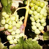 Veraison of Bein Merlot on 1 January 2017