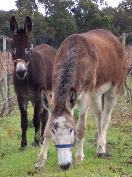 Poppy und Glorai, die beiden Esel in Bein Wine's Rebberg