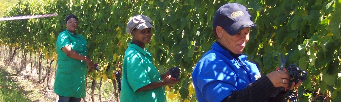 The harvest team at work in Bein's vineyard