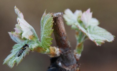 Hoverfly on budding vine