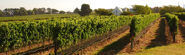 Bein's vineyard